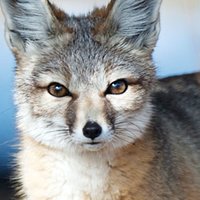 Kit Fox Desnuda